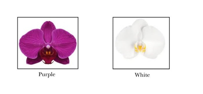 Grand Phalaepnosis Orchid Vase