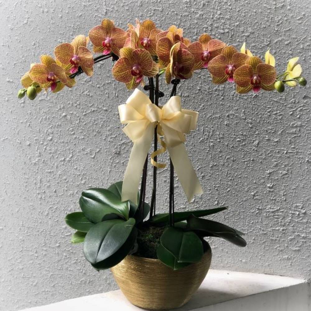 Special Phalaenopsis Orchid Vase