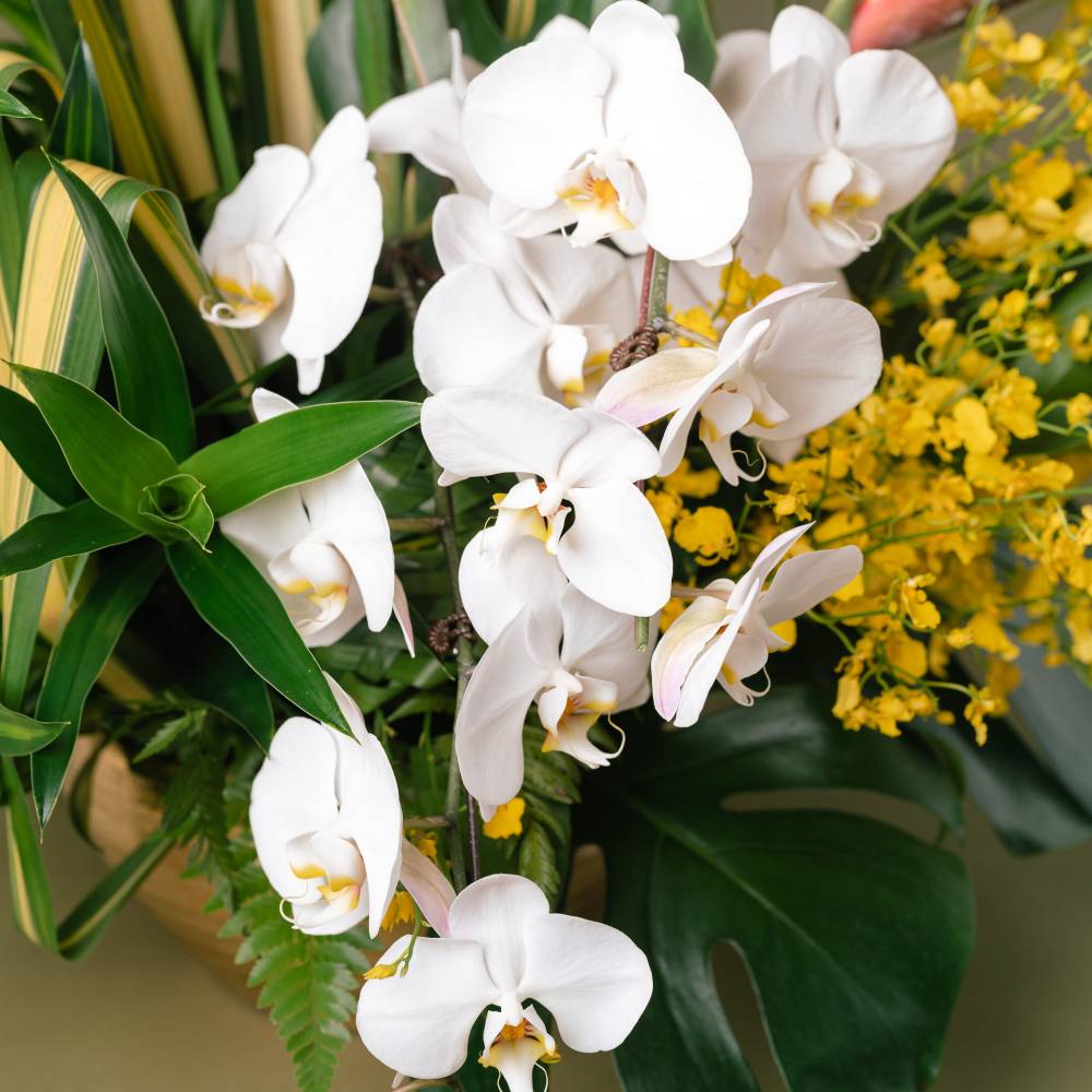 Dancing Lady Orchids Arrangement
