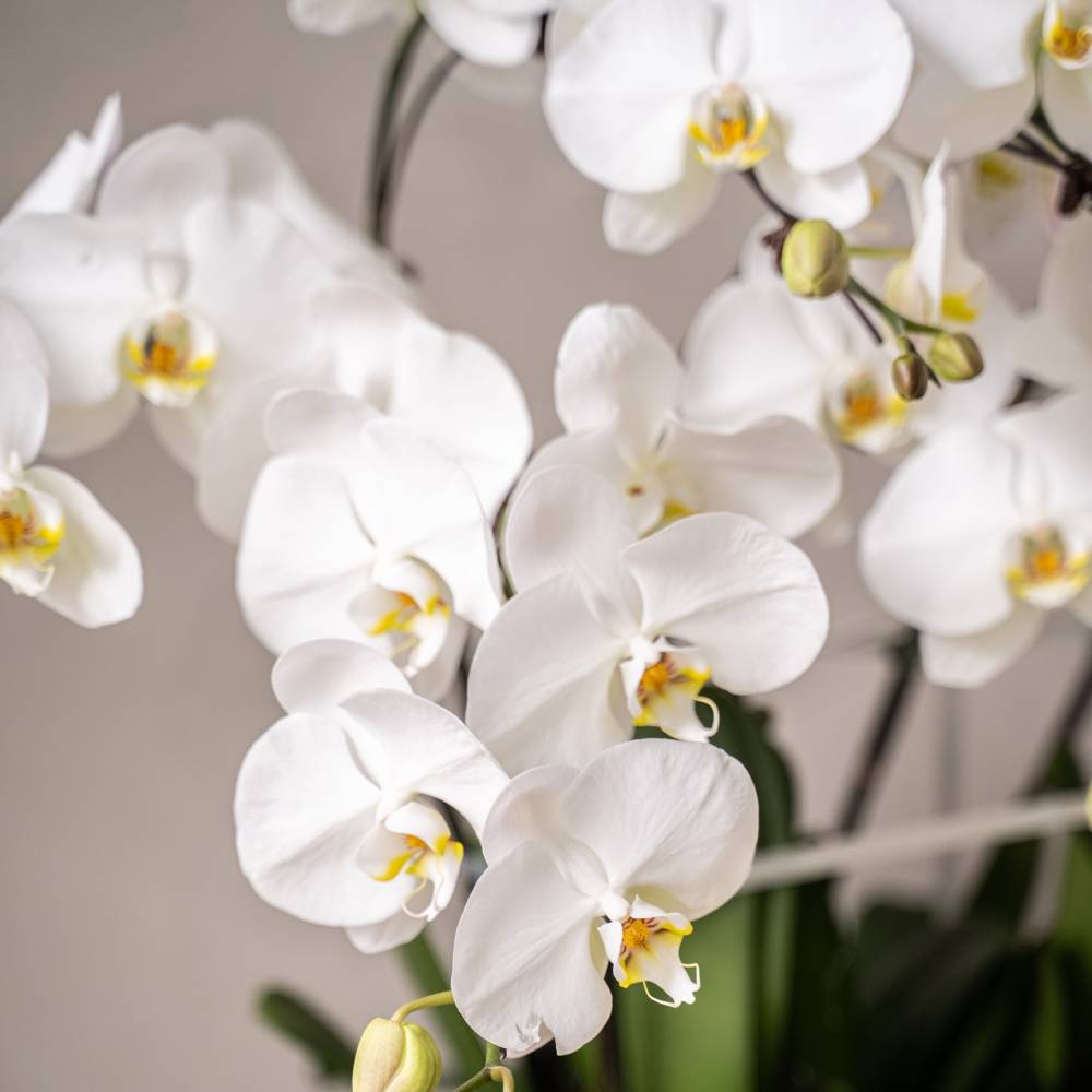 Grand Phalaepnosis Orchid Vase