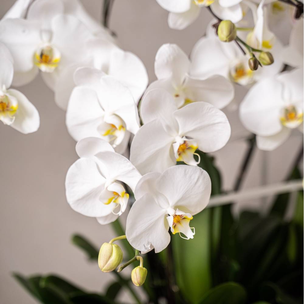 Special Phalaenopsis Orchid Vase