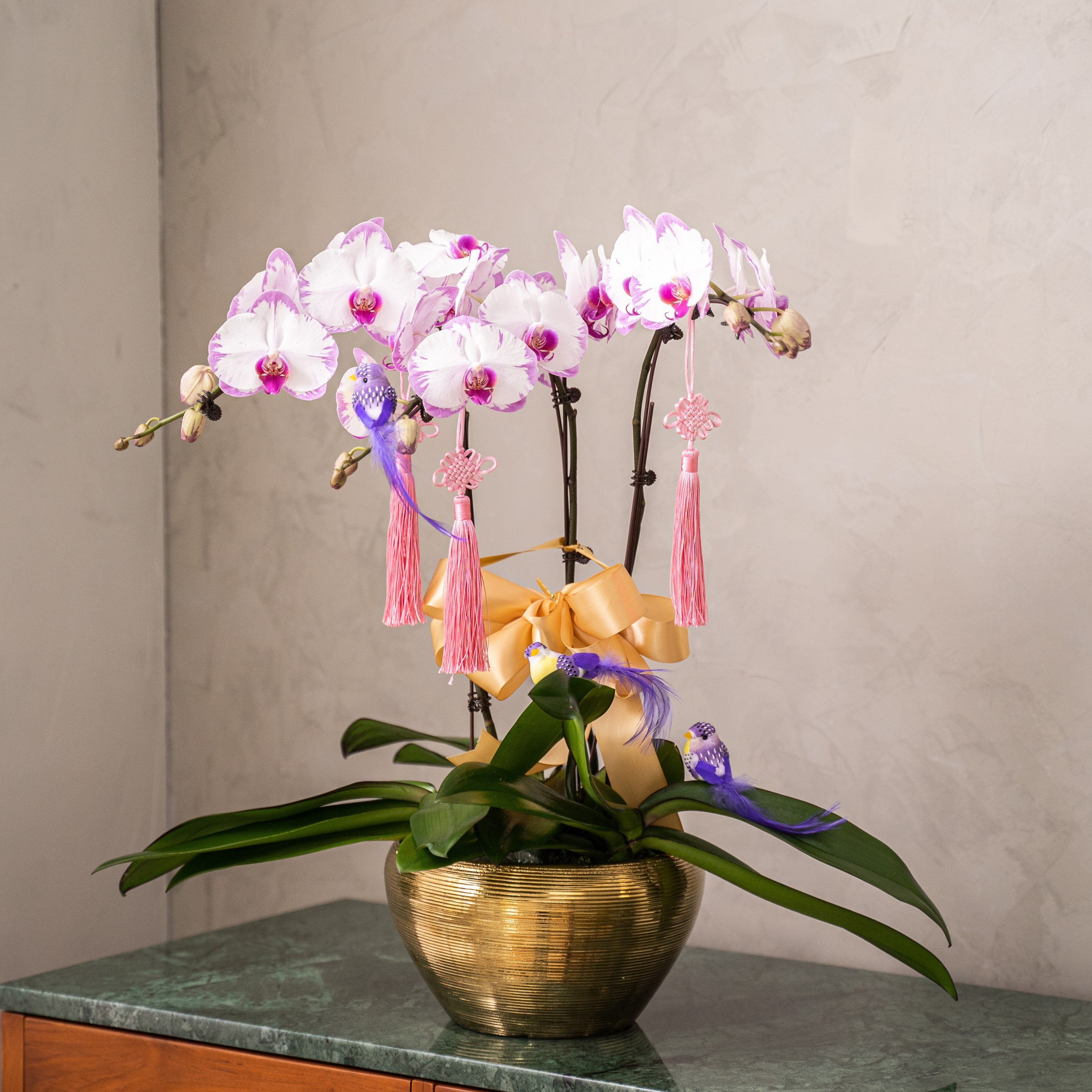 Special Phalaenopsis Orchid Vase