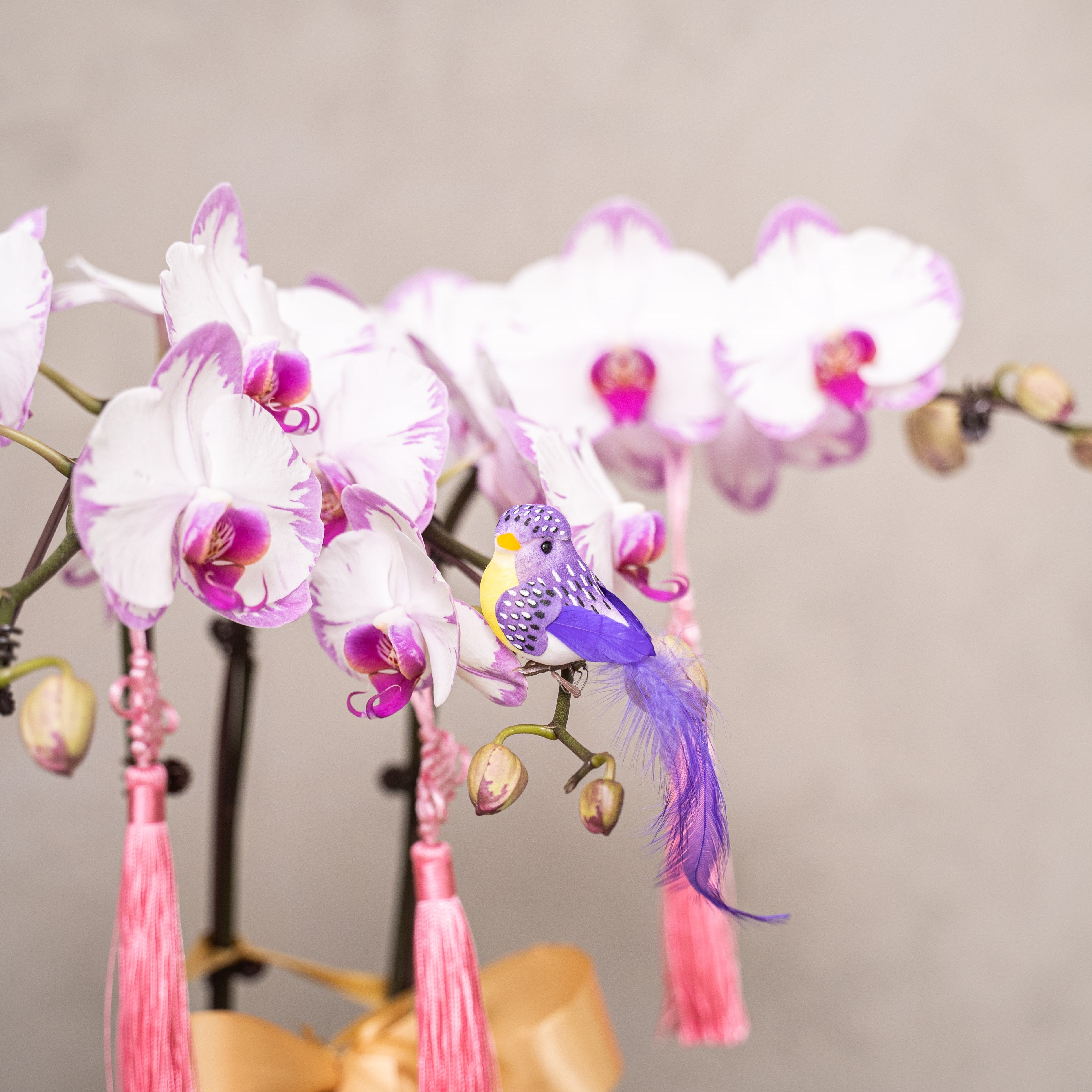 Special Phalaenopsis Orchid Vase