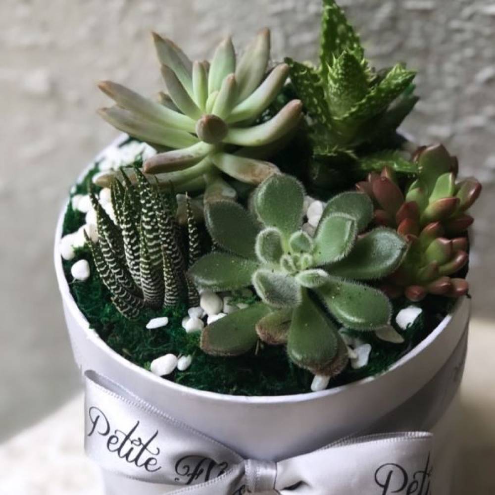 Succulent Box