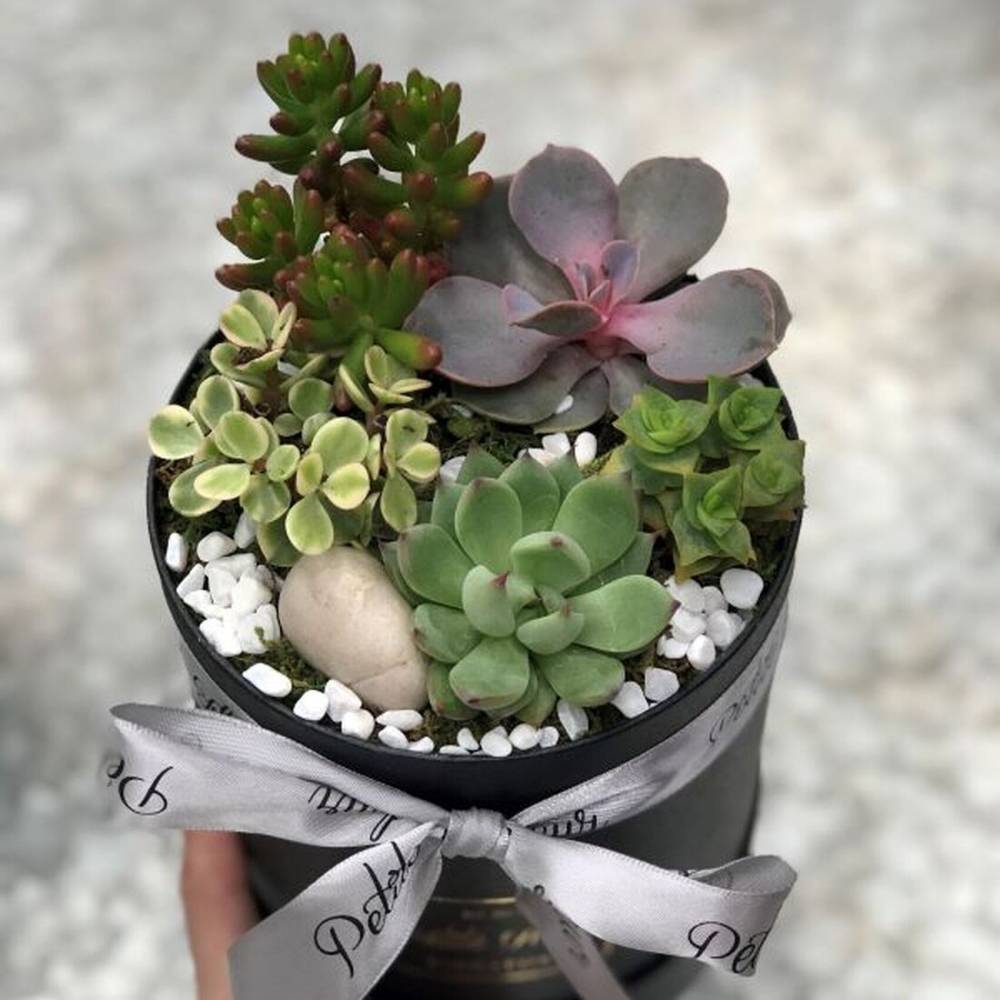 succulent boxes for sale Succulent Box