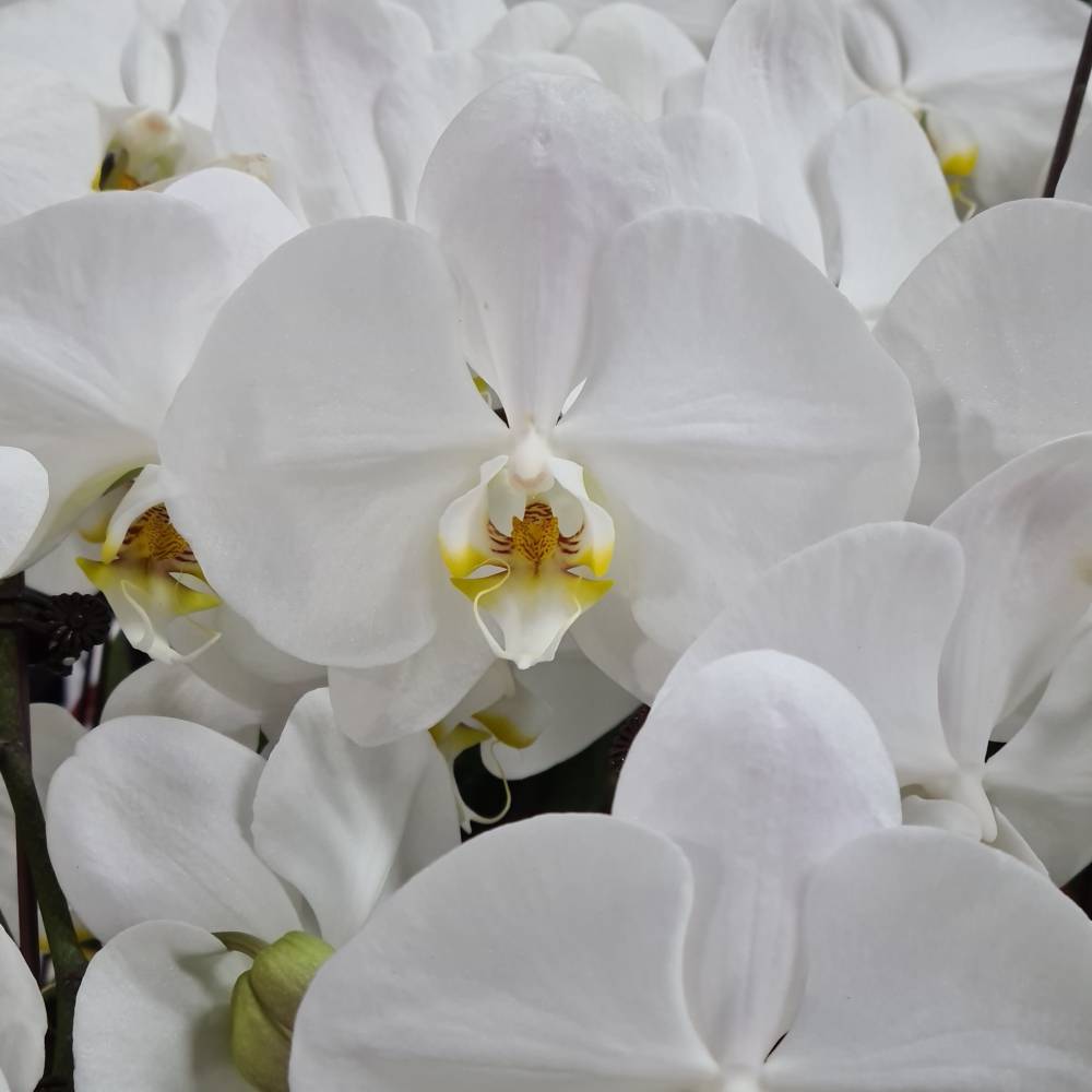 Special Phalaenopsis Orchid Vase