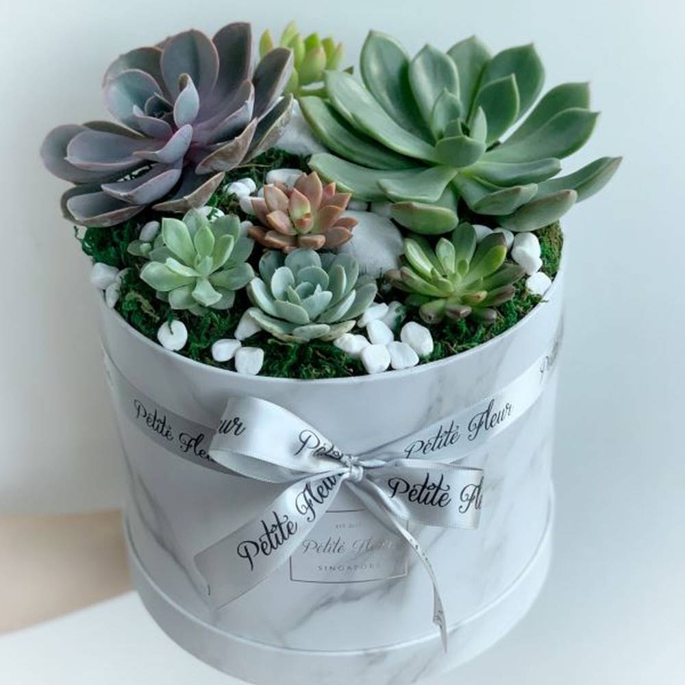 Succulent Box