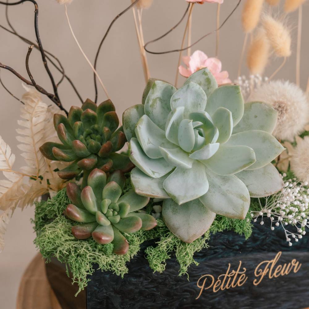 Succulent Special Gift