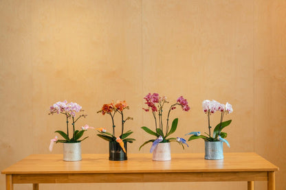 Petite Orchid Box