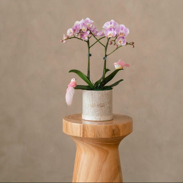 Petite Orchid Box