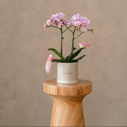 Petite Orchid Box