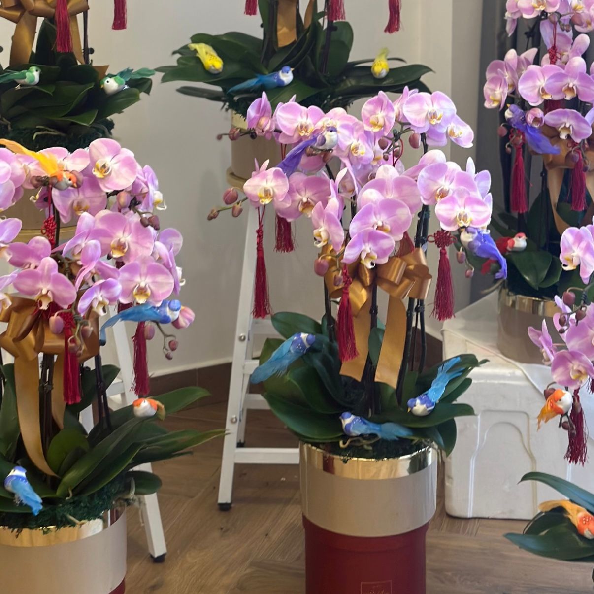 Special Phalaenopsis Orchid Vase