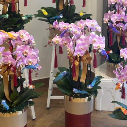 Special Phalaenopsis Orchid Vase