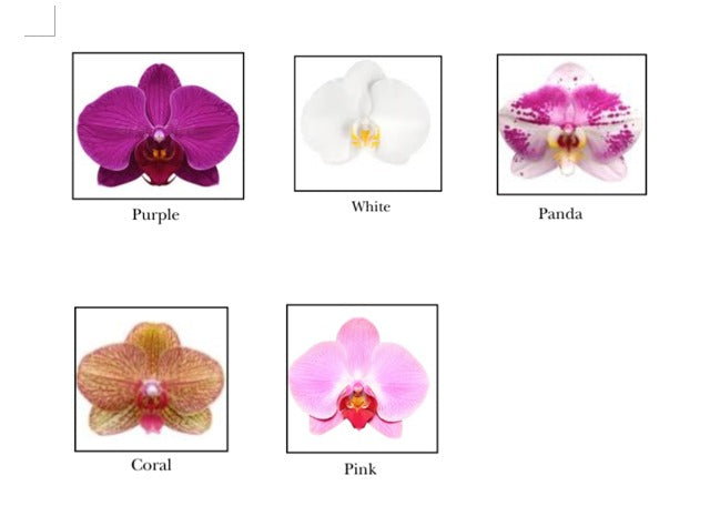 Special Phalaenopsis Orchid Vase