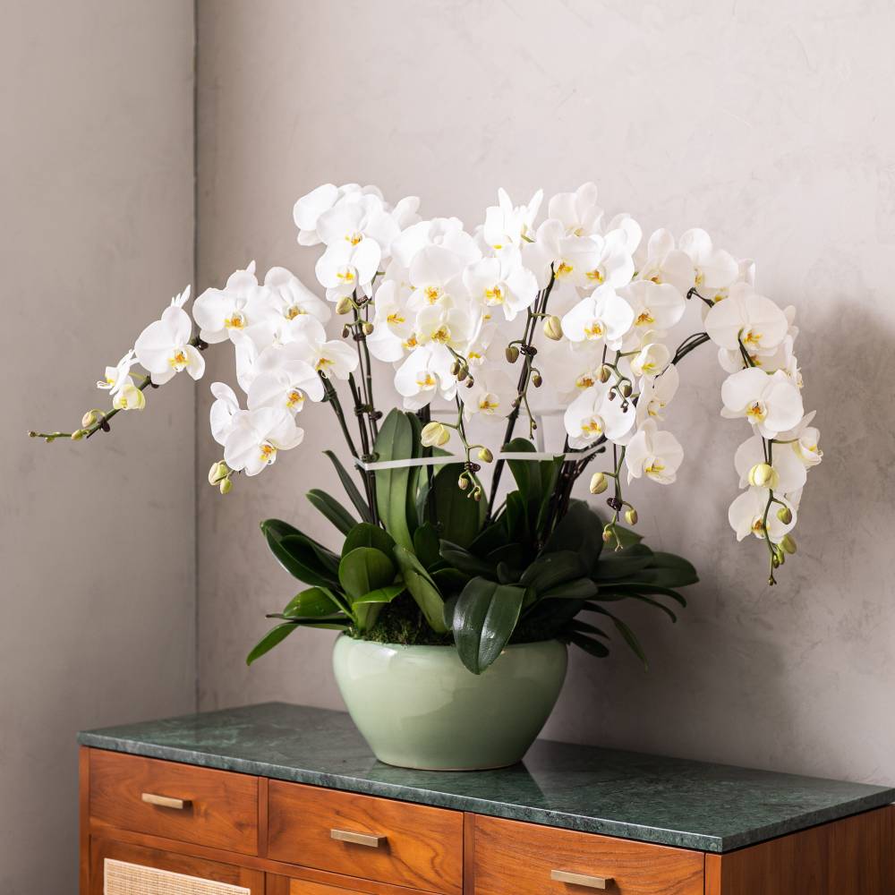 Grand Phalaepnosis Orchid Vase