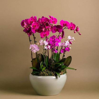 Lavender Delight Orchid Arrangement