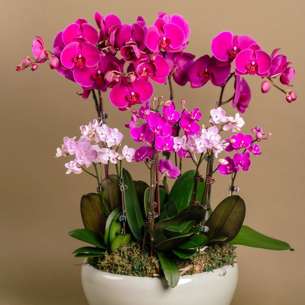 Lavender Delight Orchid Arrangement