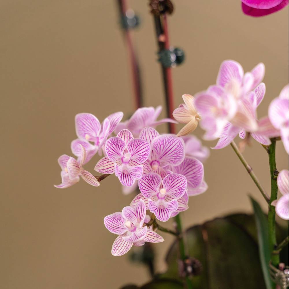 Lavender Delight Orchid Arrangement