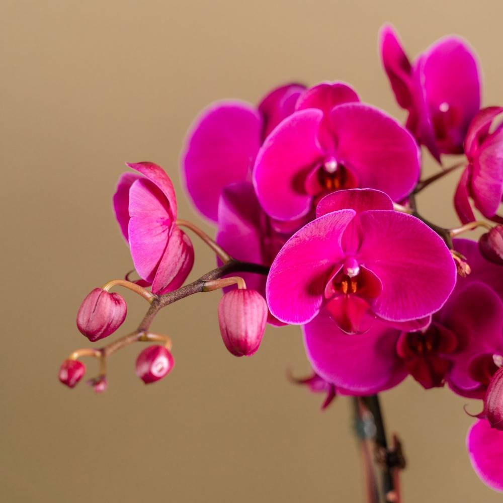 Lavender Delight Orchid Arrangement