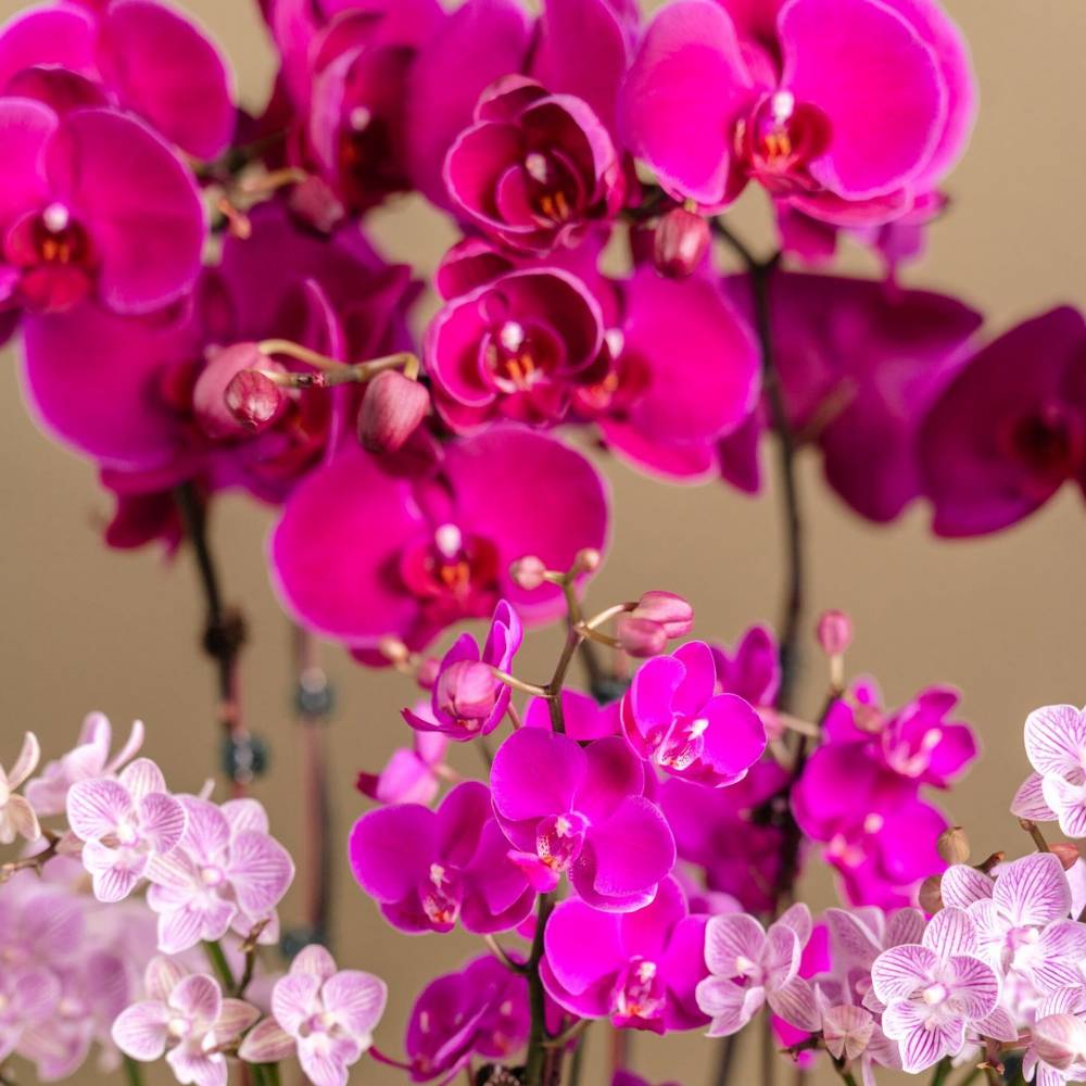 Lavender Delight Orchid Arrangement