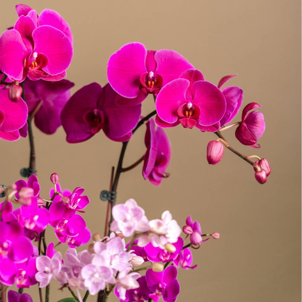 Lavender Delight Orchid Arrangement