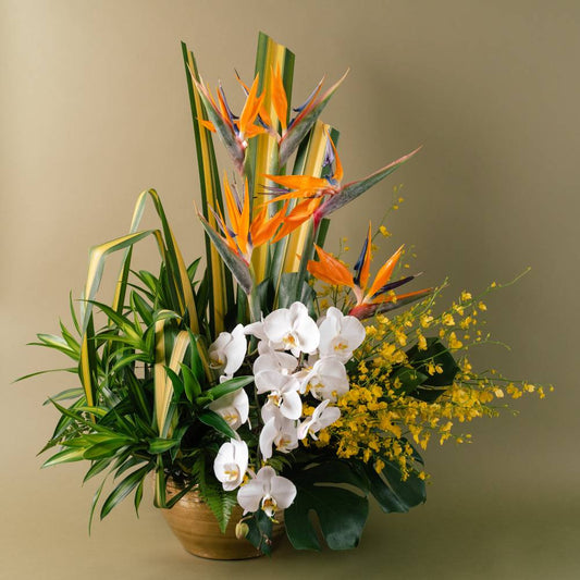Dancing Lady Orchids Arrangement