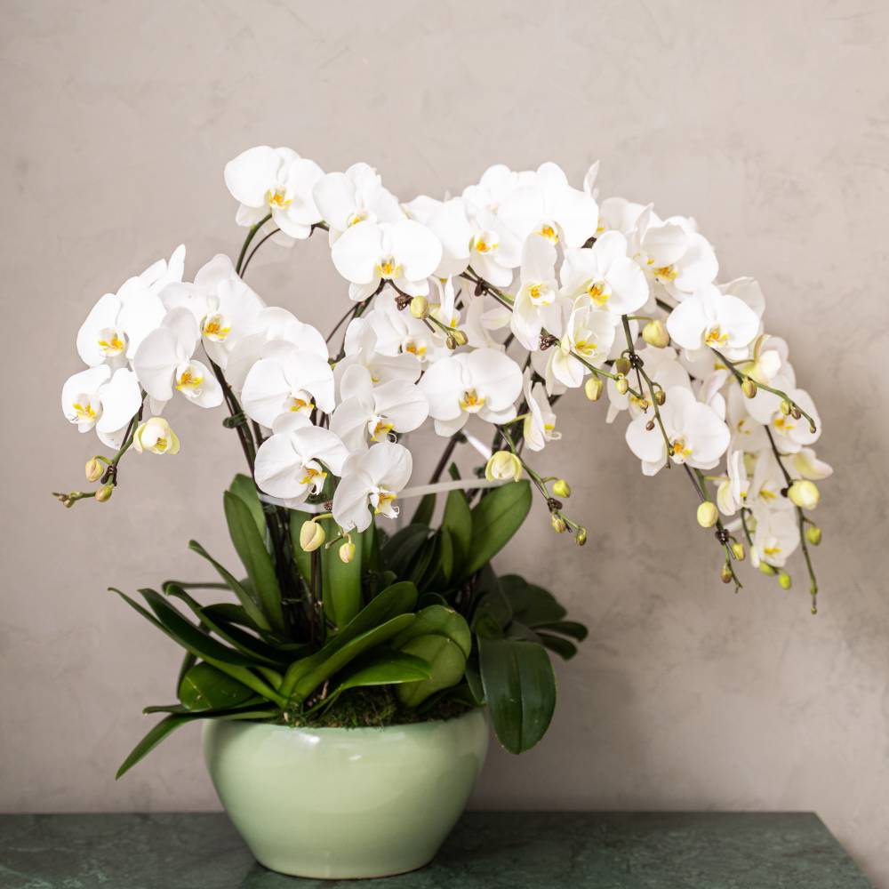 Grand Phalaepnosis Orchid Vase