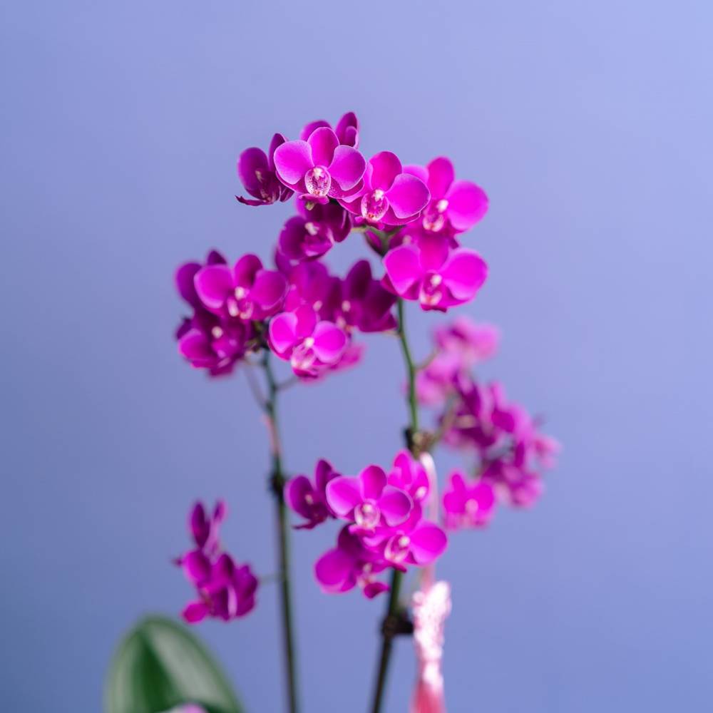 Petite Orchid Vase