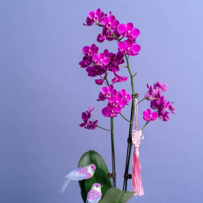 Petite Orchid Box