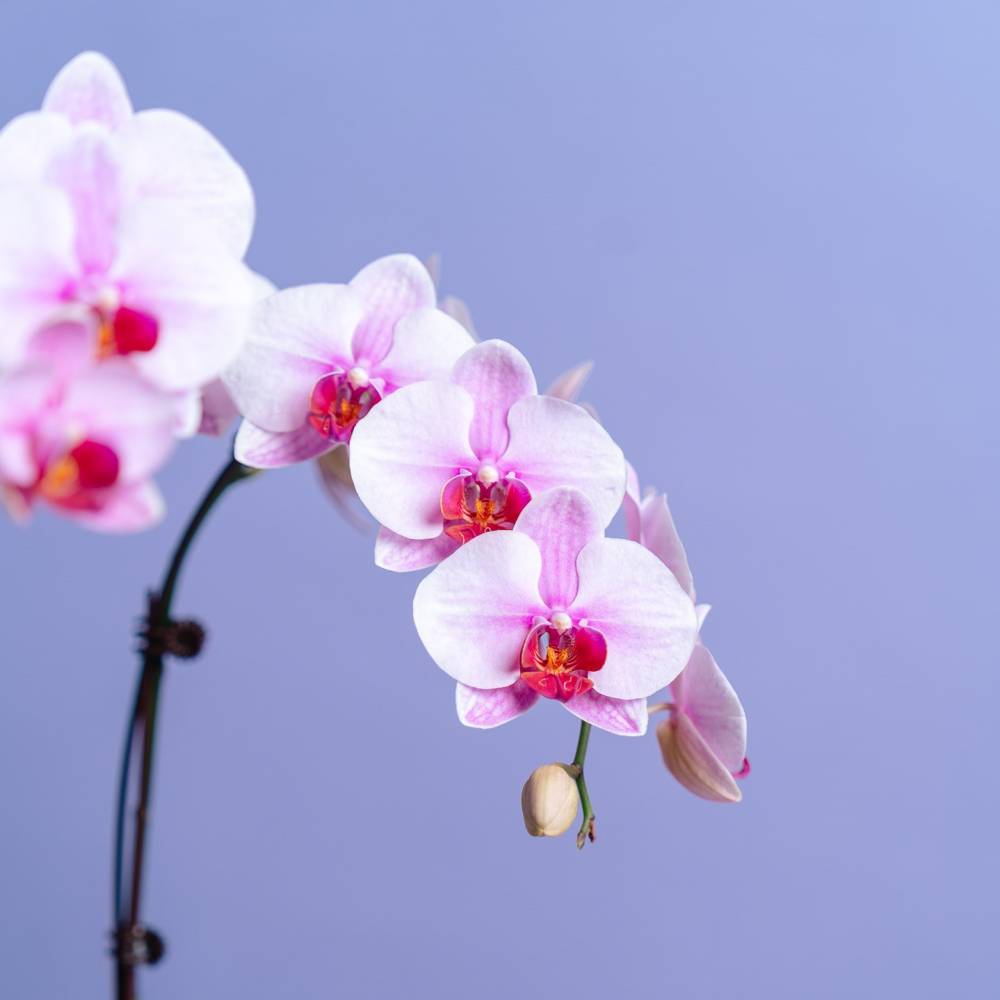 Petite Orchid Vase