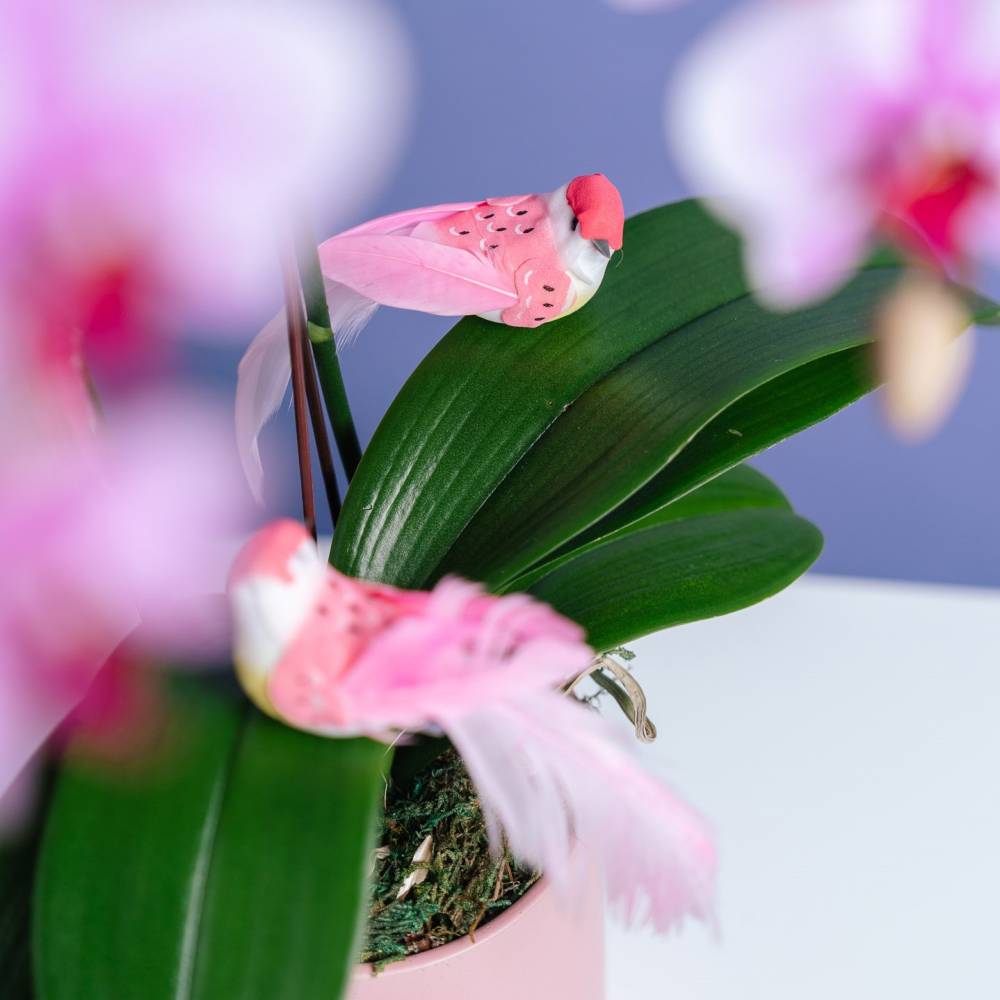 Petite Orchid Box