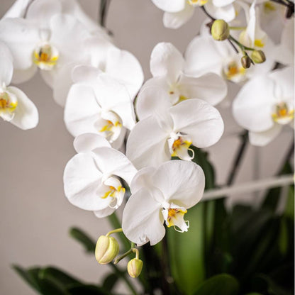 Special Phalaenopsis Orchid Vase
