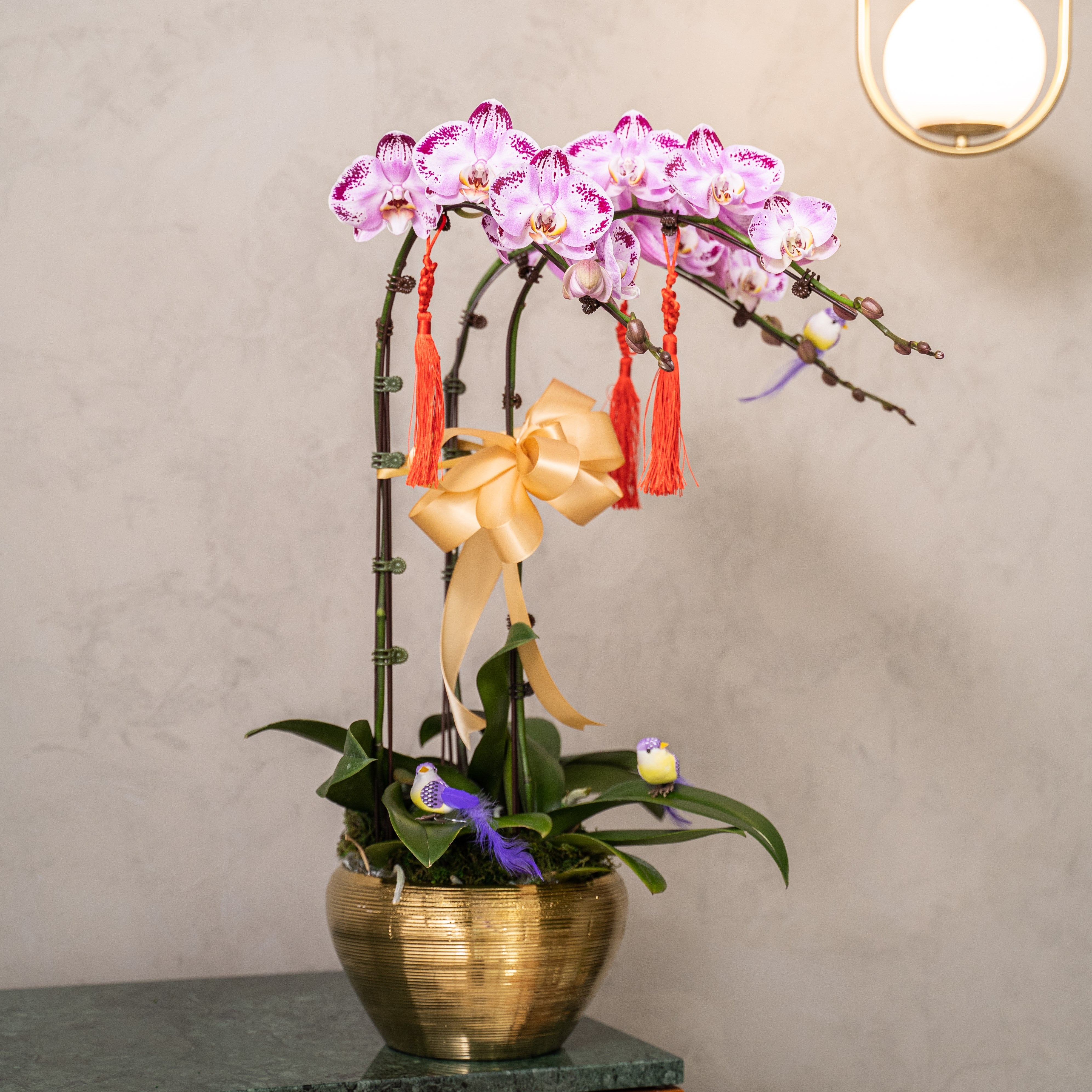 Special Phalaenopsis Orchid Vase