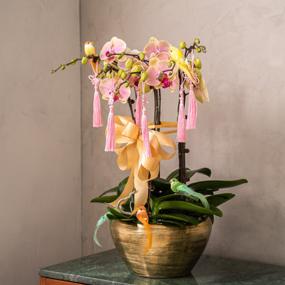 Special Phalaenopsis Orchid Vase