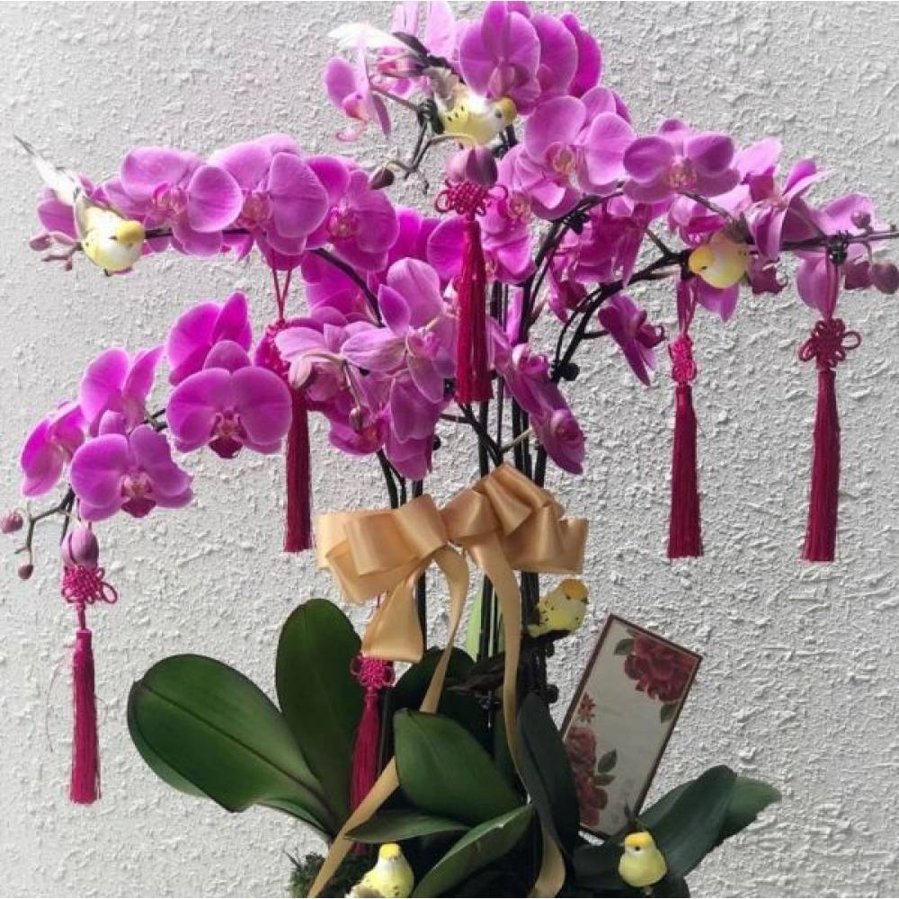 Special Phalaenopsis Orchid Vase
