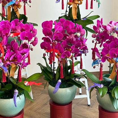 Special Phalaenopsis Orchid Vase