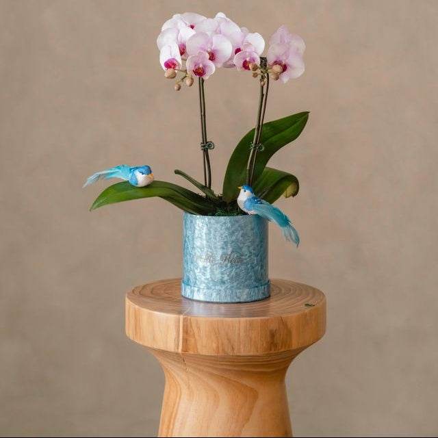 Petite Orchid Box